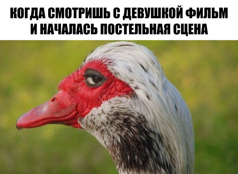 Очередная подборка картинок с подписями картинки с подписями, подборка, юмор