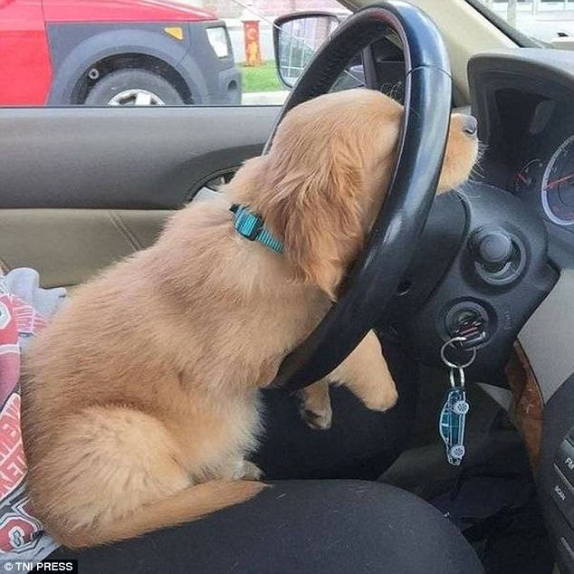 Животные, которые дарят позитив. Только посмотрите!