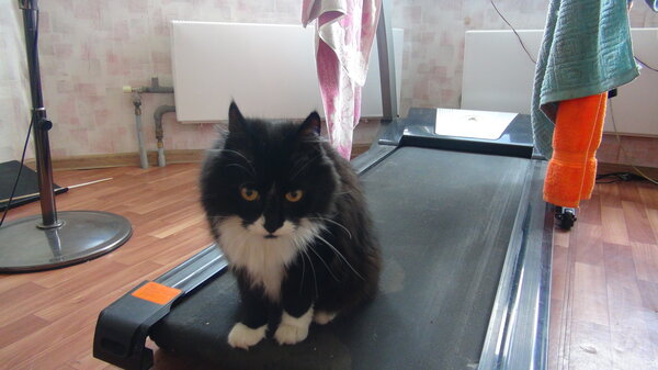 Щенок кота - как мой кот заставил меня гулять с ним и как его перепутали с собакой не всё так грустно