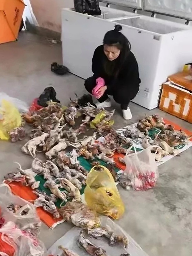 китай, продуктовые рынки, живой товар