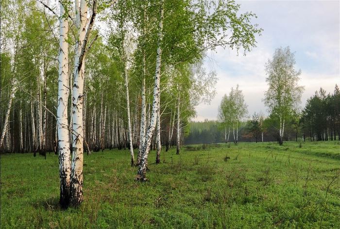 Березы — сверстники социальных перемен. Наука и жизнь, Березы, Природа, Длиннопост