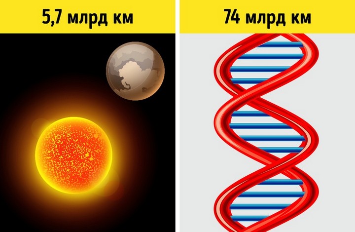 Факты о ДНК, которые помогут понять, как устроена живая природа