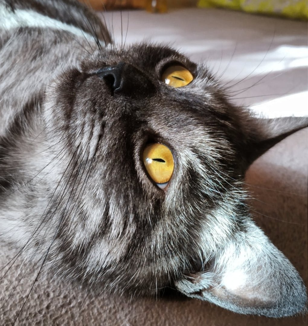 кошачья морда