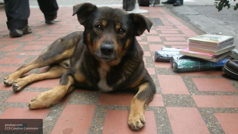 Жизнь бродячей собаки на Кубани оценили в пять тысяч рублей
