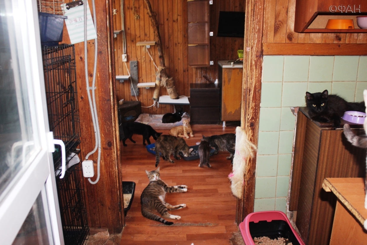 Единственную в Севастополе кошачью передержку хотят выселить и закрыть через суд