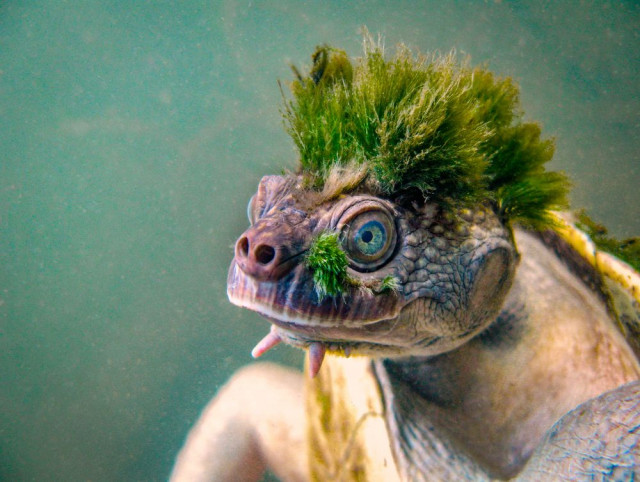 Черепаха Мэри-Ривер с зелеными волосами