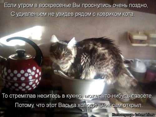 Лучшая котоматрица недели Лучшая котоматрица недели смешные картинки
