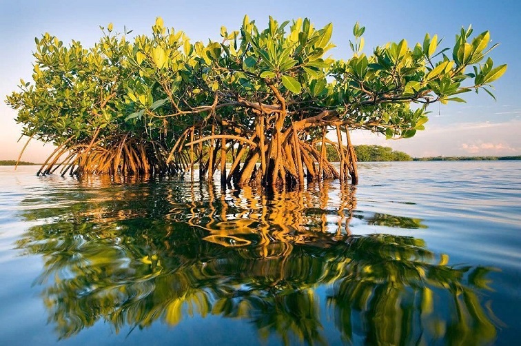 Мангровые деревья не переживут повышения уровня моря