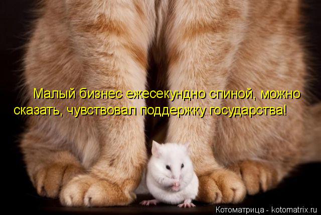 Котоматрица: Малый бизнес ежесекундно спиной, можно сказать, чувствовал поддержку государства!