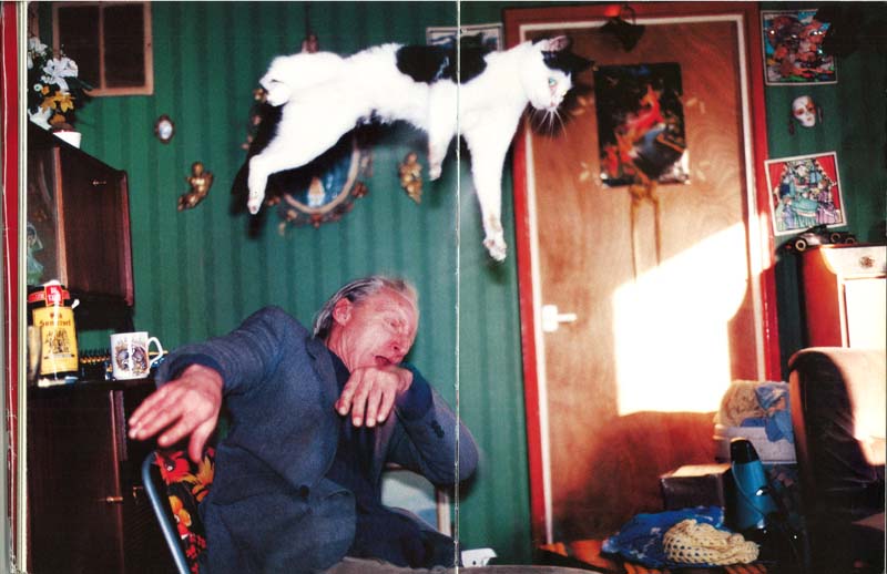 Фотография: Мега-фотографии котиков, сделанные в нужный момент №20 - BigPicture.ru