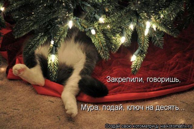 Лучшие котоматрицы недели 