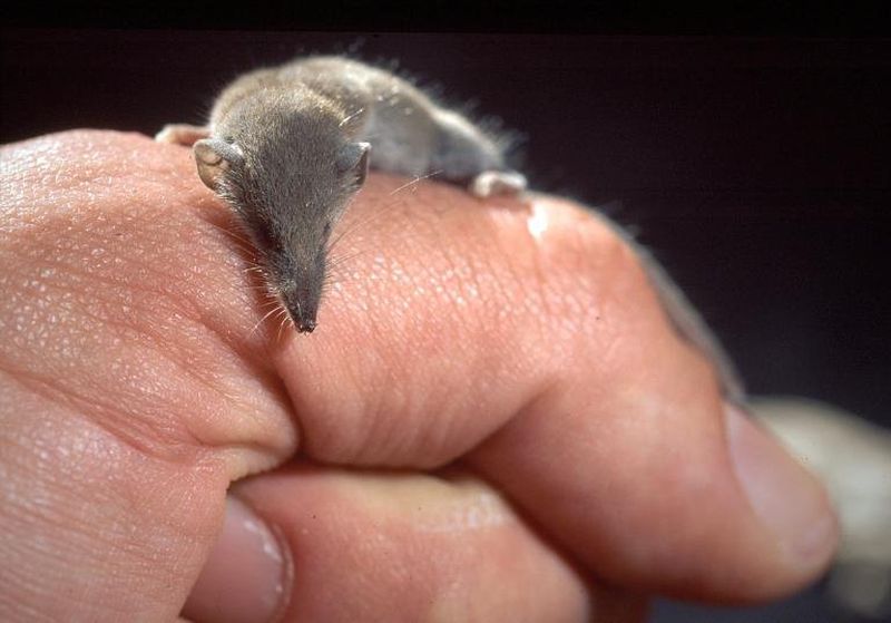 Этрусская землеройка – самое маленькое современное млекопитающее на планете