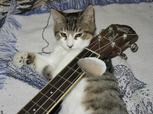 23 наглядных фотодоказательства того, что кошки ведут себя, как люди 23 наглядных фотодоказательства того, что кошки ведут себя, как люди