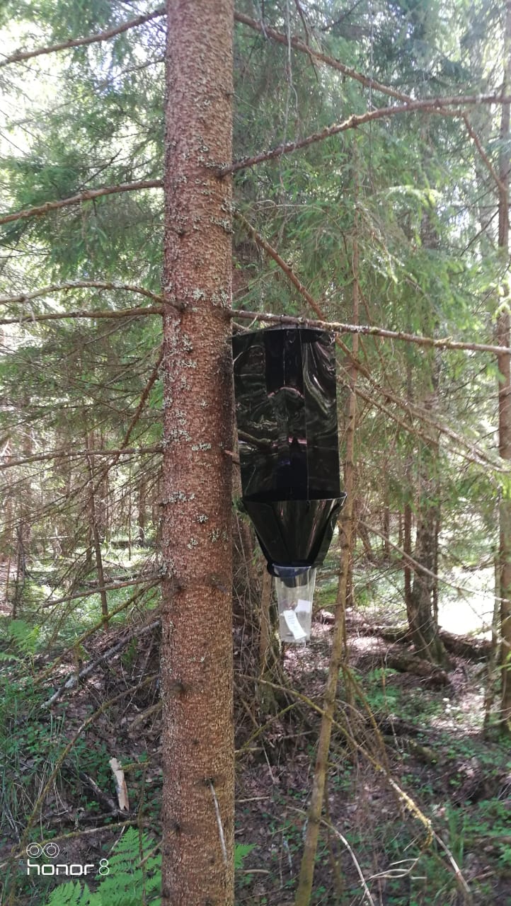 В Тверской области проводится мониторинг карантинного фитосанитарного состояния земель лесного фонда