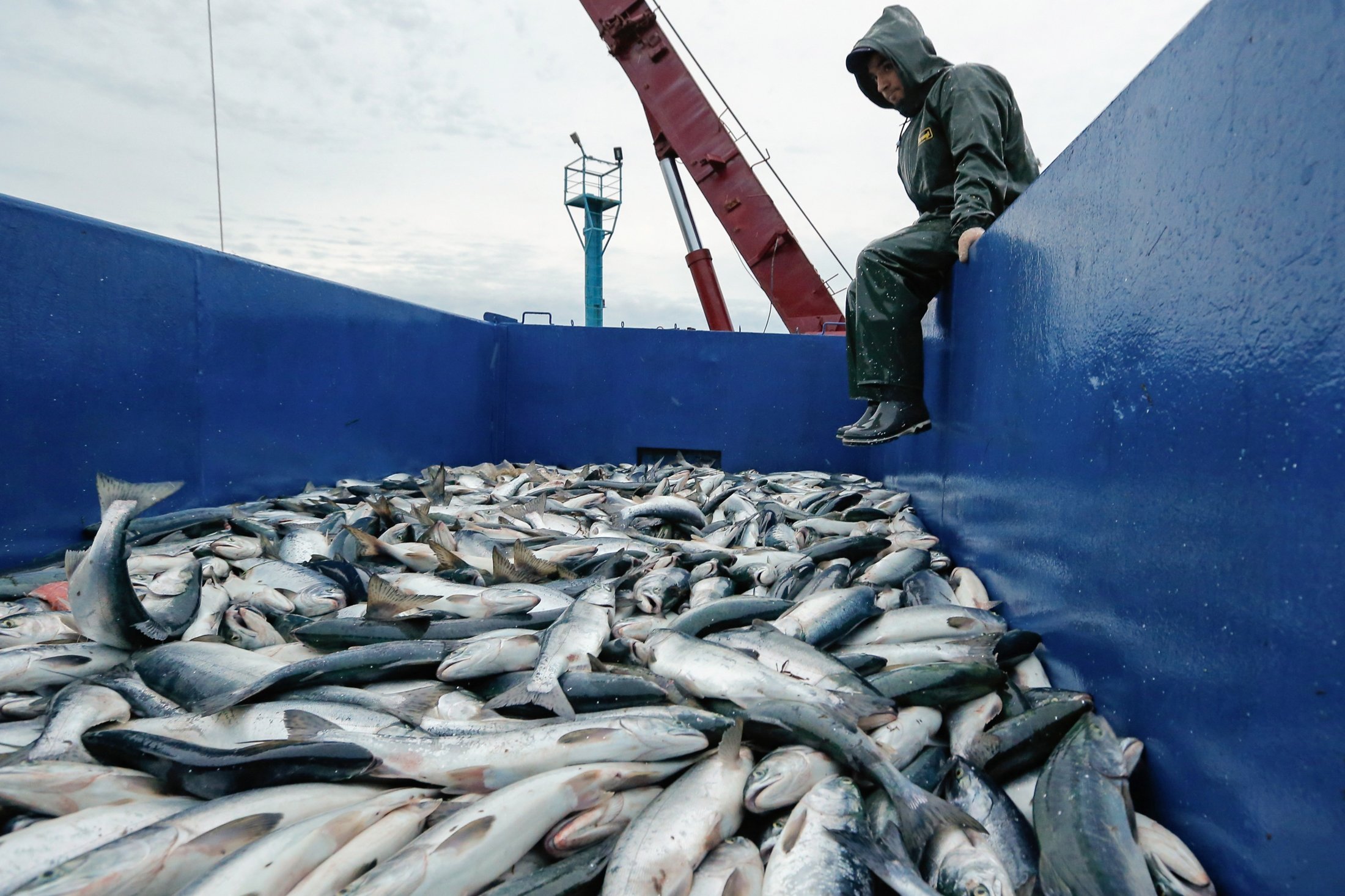 Рос рыба. Экспорт рыбы. Рыболовство в России. Экспорт рыбы и морепродуктов. Рыба в сети.