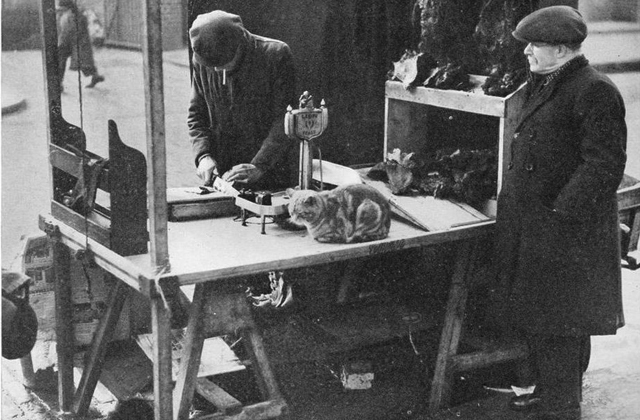 История фото: кошачий курьер 