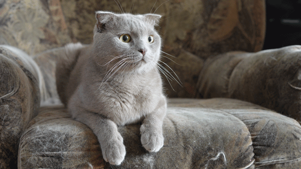 Подборка забавных и жизненных гифок из сети Подборка забавных и жизненных гифок из сети