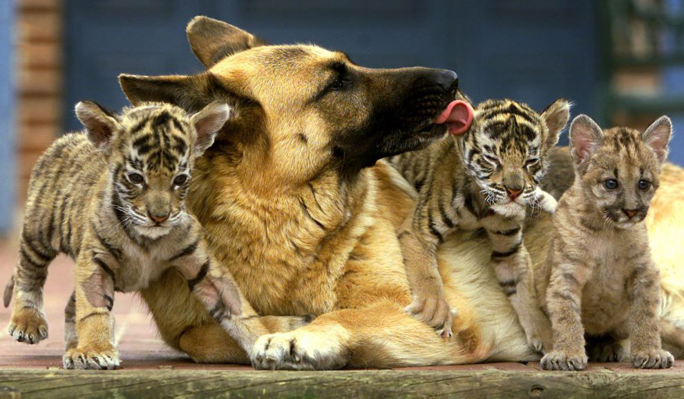 Тигрята, пума и собака