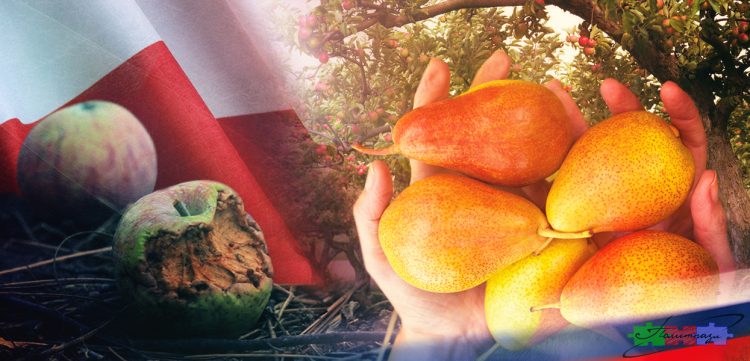 яблоки, польские яблоки, яблоки польша, яблоки рф, яблоки и груши рф
