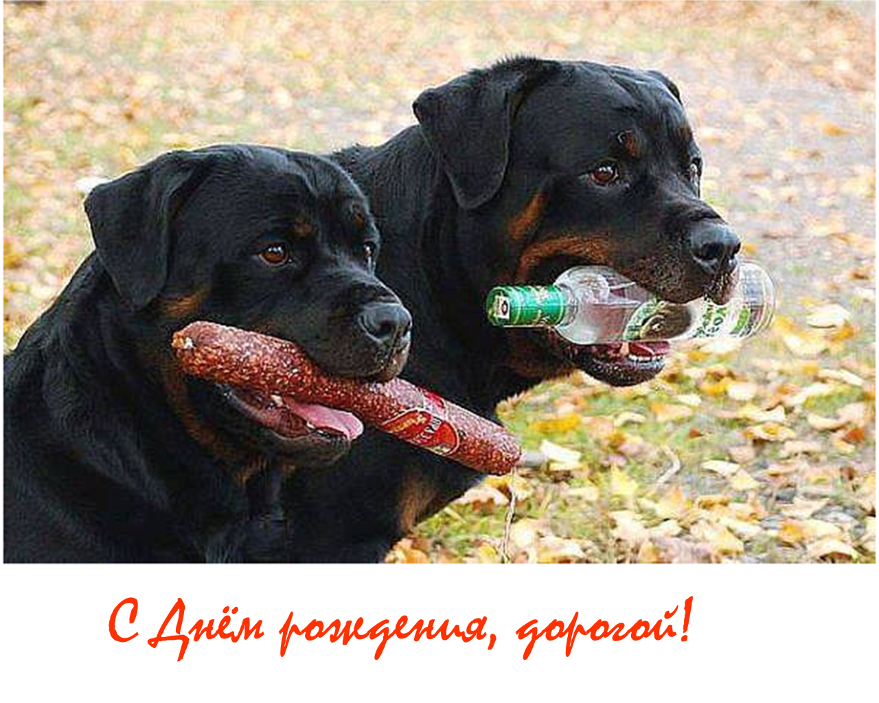 Прикольные картинки про настоящих друзей