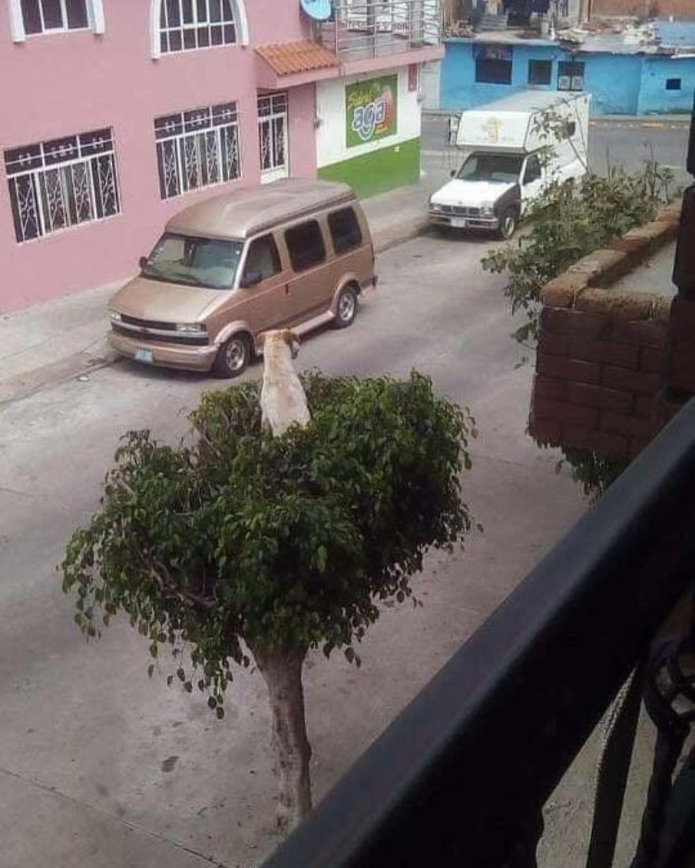 Странное, необычное и смешное... девушки