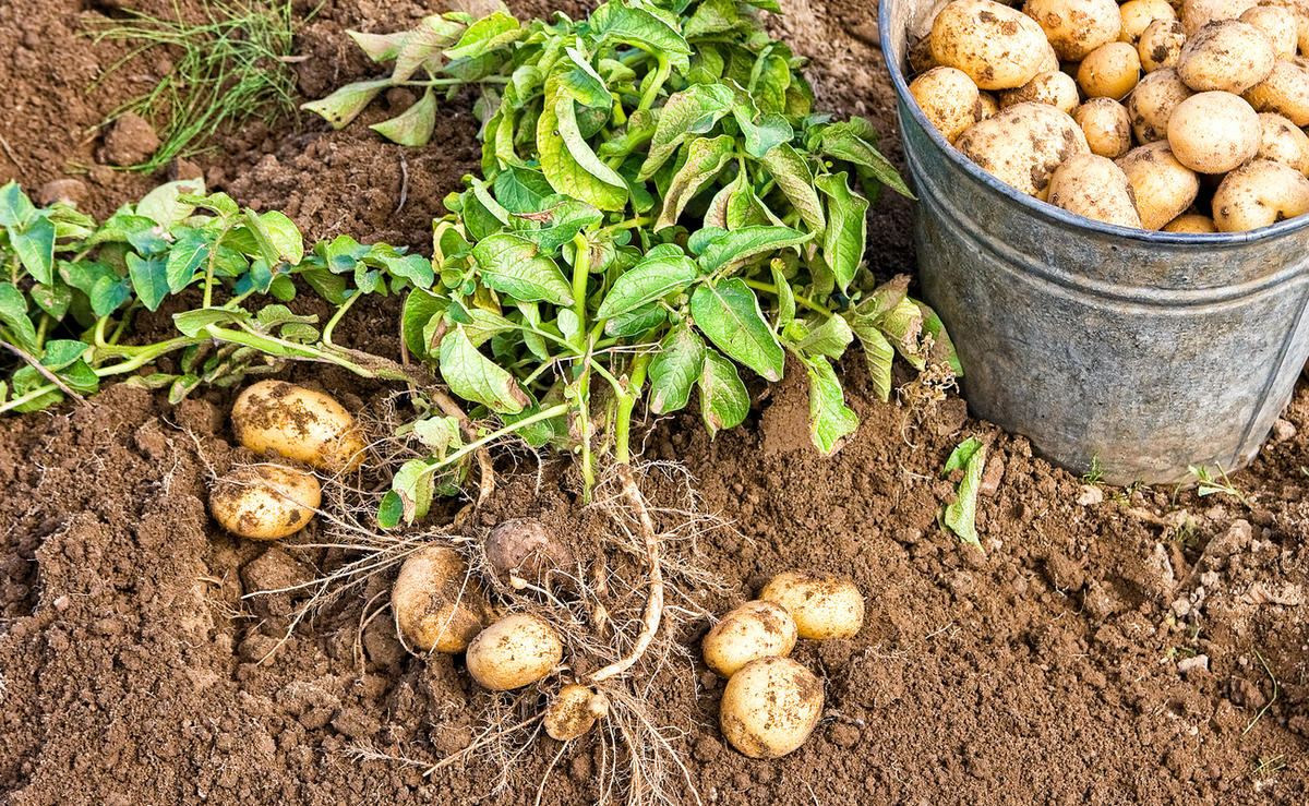 Почему картошка уродилась мелкая клубни, урожай, картофель, нужно, посадки, может, картофеля, урожая, посадку, семенной, клубней, растения, сразу, результат, можно, будущий, мелочь, этого, мелких, посадочный