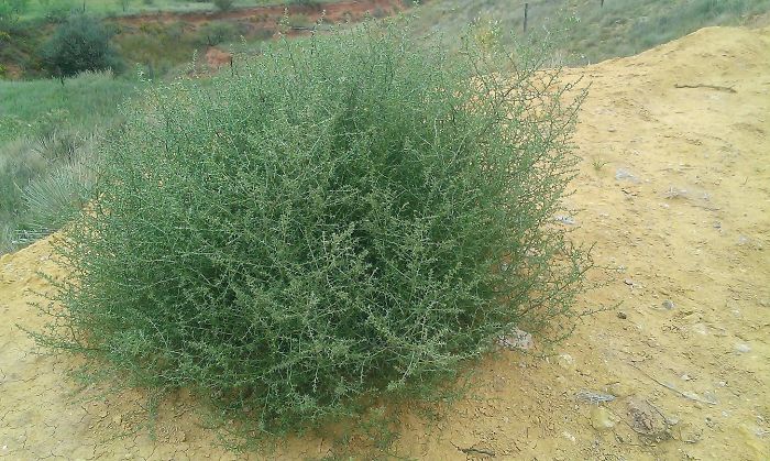 This Is What A Tumbleweed Looks Like Before It Dies And Roams The Land