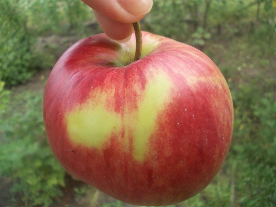 Самые сладкие сорта яблок дача,сад и огород,садоводство