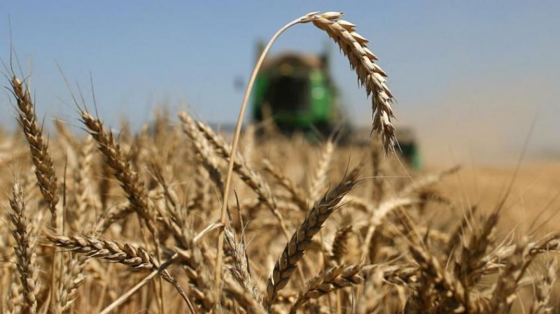 Полные амбары зерна: США признали лидерство России на мировом рынке пшеницы
