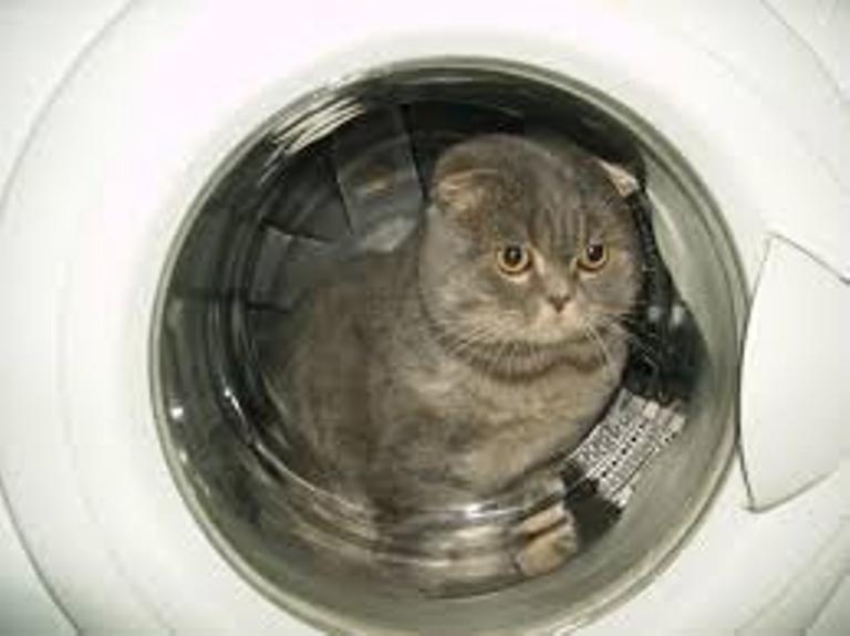 Стиральные машины созданы именно для котов анекдоты,демотиваторы,Смешные животные,юмор