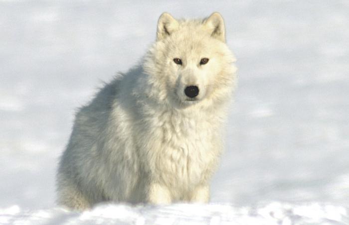 Полярный волк: описание, среда обитания, фото