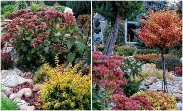 Хотите яркий сад не только летом? Посадите барбарисы барбарисы, можно, лучше, весной, формировать, штамбе, желтой, Голден, высота, окантовкой, листвой, Golden, цвета, яркой, кроны, осенью, время, хорошо, переносит, стрижку