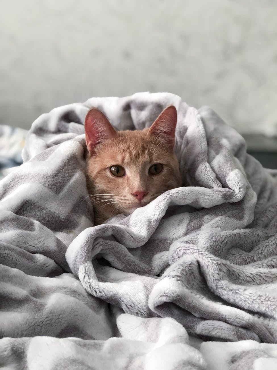 котёнок