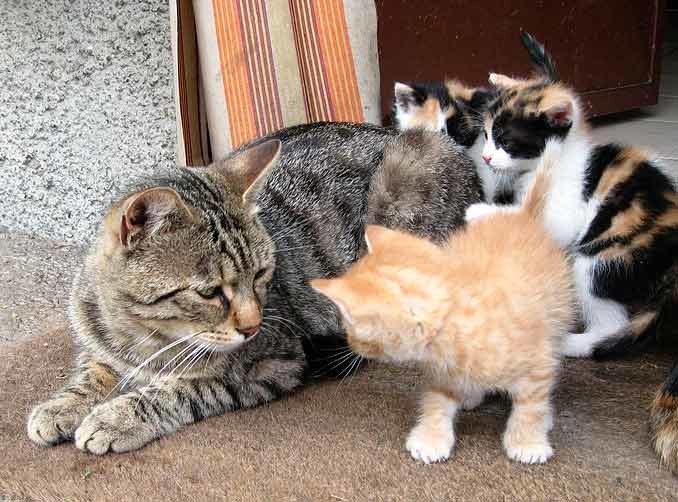 Счастливые мамаши котята, кошки, позитив, фотографии
