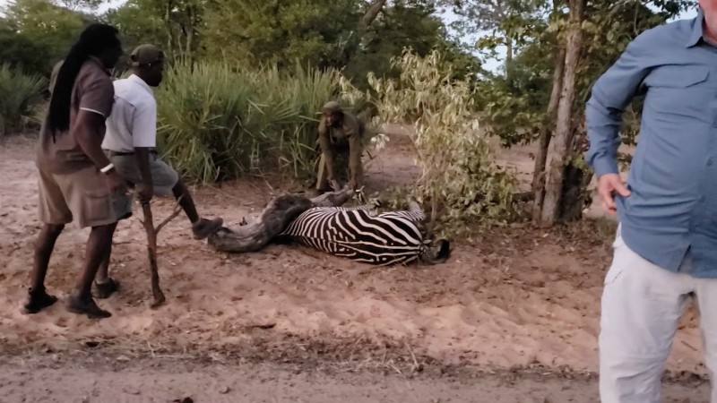 Изможденная зебра лежала в ловушке, с надеждой смотря на туристов заграница,туризм,турист
