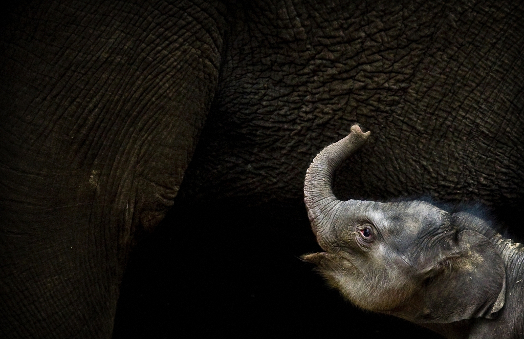 Детёныши и их мамы Детёныши и их мамы животные,интересное,позитив