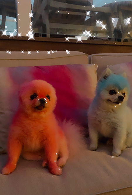 Пэрис Хилтон покрасила своих собак в цвета американского флага в честь Дня поминовения Звезды,Новости о звездах