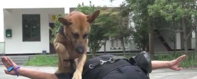 Врачи рекомендовали усыпить собаку, но предать товарища человек не смог Врачи рекомендовали усыпить собаку, но предать товарища человек не смог истории из жизни