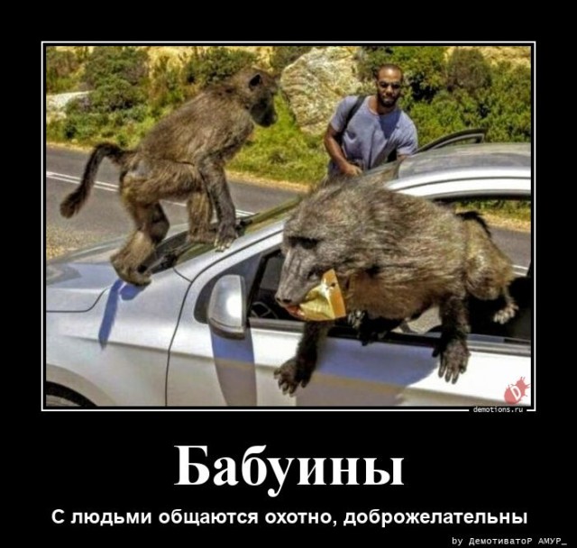 Демотиваторы в конце недели: «Фотография жены в бумажнике…»  