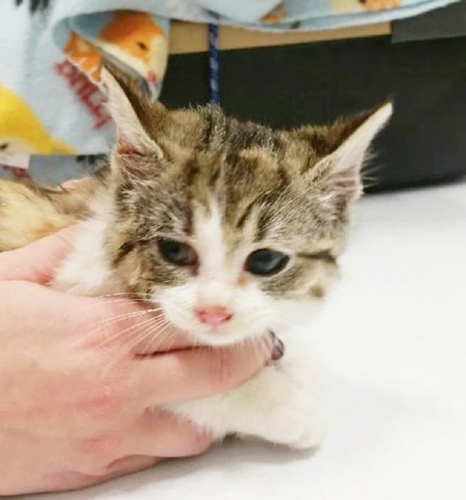 Полосатый котенок