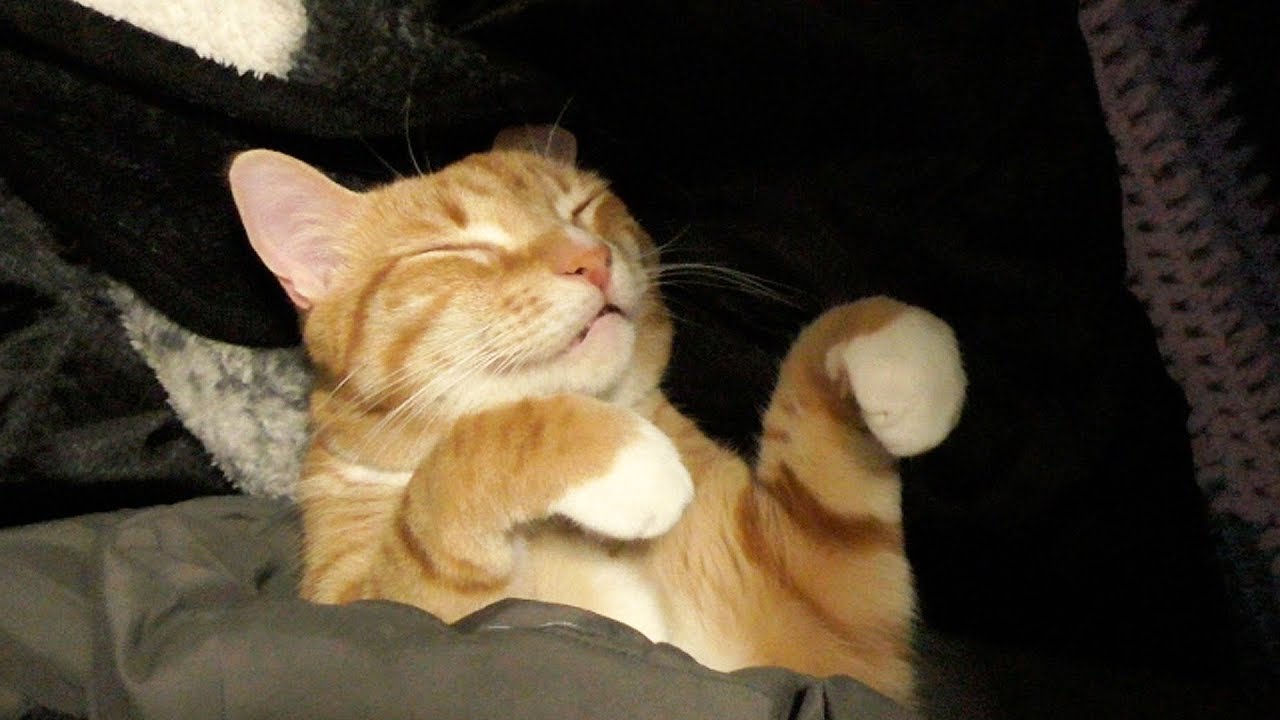 Resultado de imagen de cat in bag