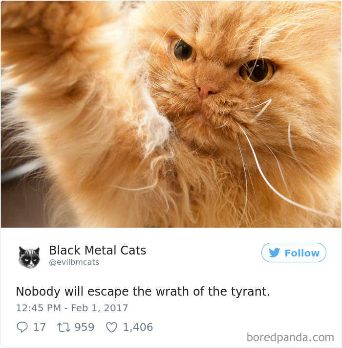 Black-metal-cats-lyrics-tweets