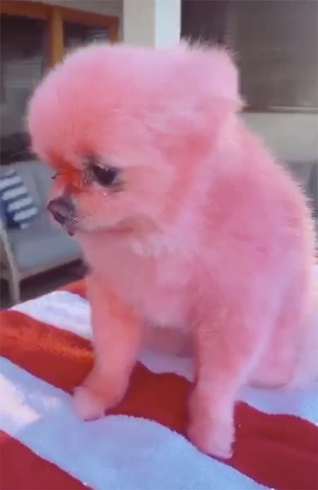 Пэрис Хилтон покрасила своих собак в цвета американского флага в честь Дня поминовения Звезды,Новости о звездах