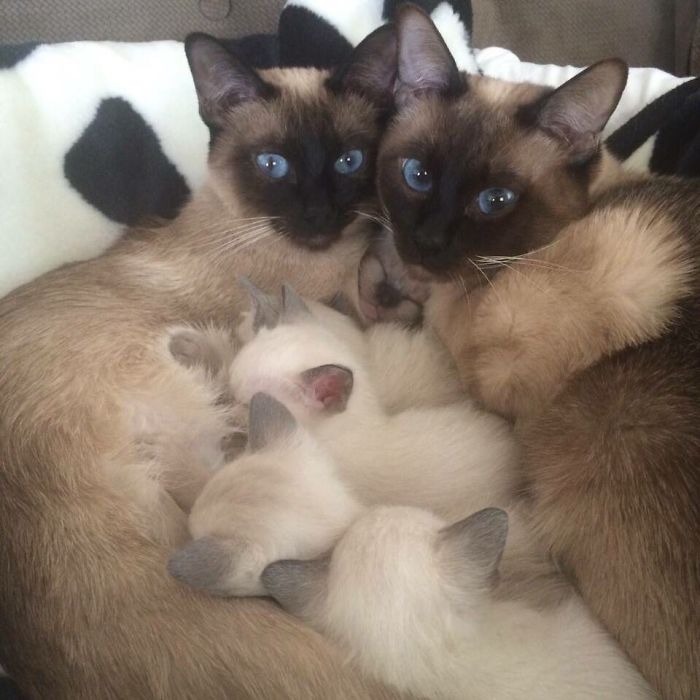 Siamese Family