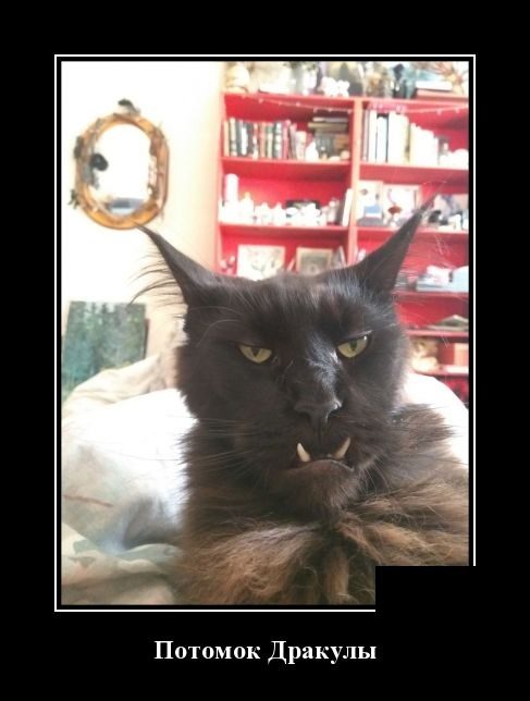 Самые улётные демотиваторы дня 