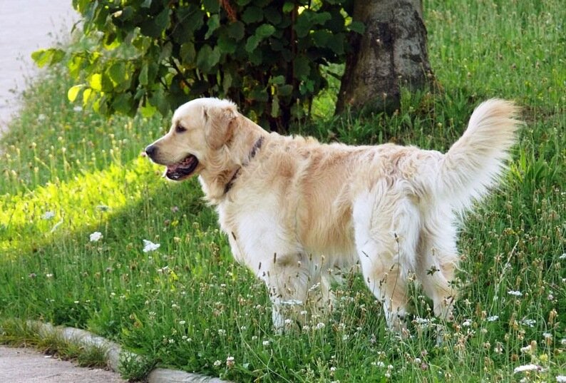 Собака стояла на обочине и ловила попутку. Я остановилась
