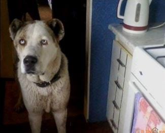 Собака, которую похитили, впервые за 2 года увидела хозяйку Собака, которую похитили, впервые за 2 года увидела хозяйку