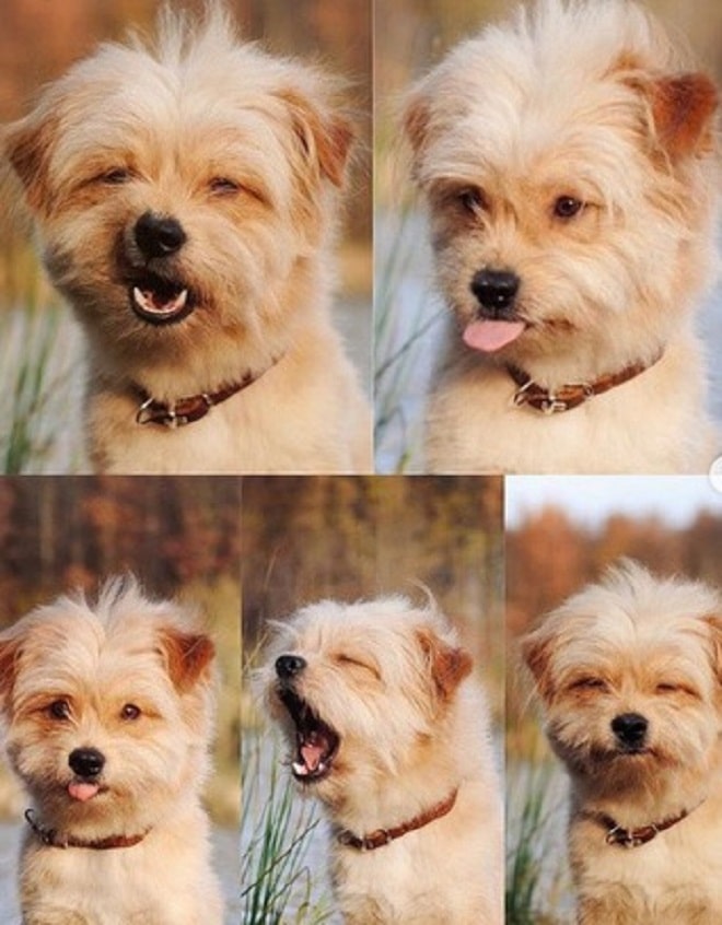 Эмоции собаки