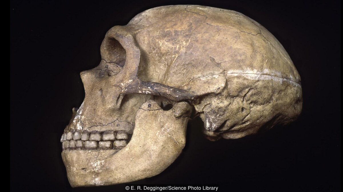 Почему первобытные люди не страдали от кариеса? Почему первобытные люди не страдали от кариеса? история,медицина,наука
