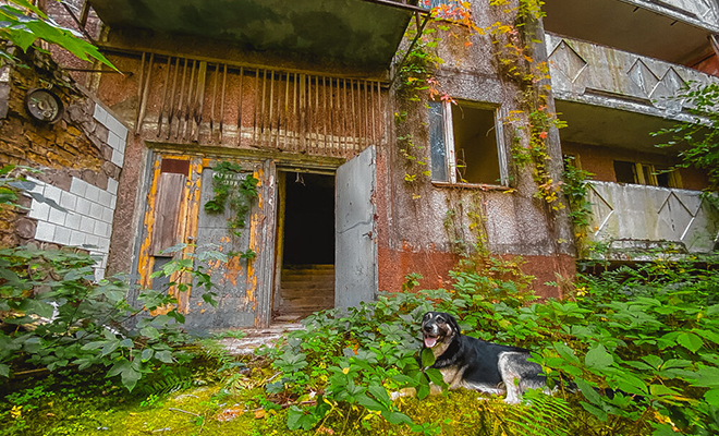 Сталкеры нашли жилую квартиру в Припяти, в которой людей ждала собака. Им удалось выяснить, кто там обитает 
